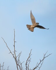Common kestrel gliding over a barren tree branch, set against a sky background