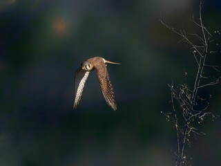 Woodcock soaring majestically near the twigs with a blurred background