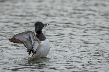 Mallard duck swimming in a calm body of water as its wings flap in the air