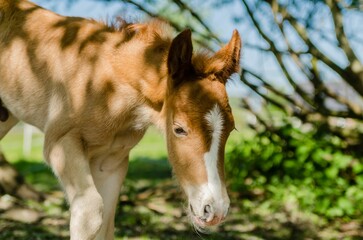 Fototapeta premium the young horse stands beside its mother outside in the grass