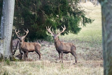 Deer standing side by side in the forest amongst lush green grass and a tall tree