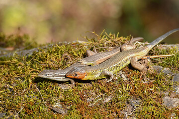 Algerischer Sandläufer 