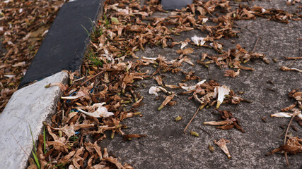 background of fallen leaves on the asphalt in the city