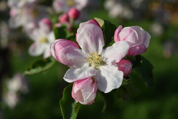 Fototapeta na wymiar pink flower apple tree