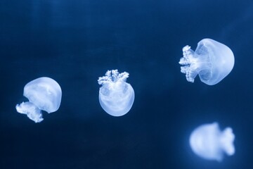 School of jellyfish gliding gracefully in the depths of the ocean against a dark backdrop.
