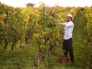 A man carries a basket of grapes, behind him is a vineyard