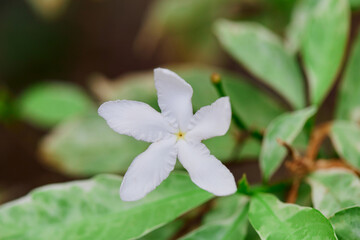 Obraz na płótnie Canvas Close-up of Crepe jasmine flower in bloom