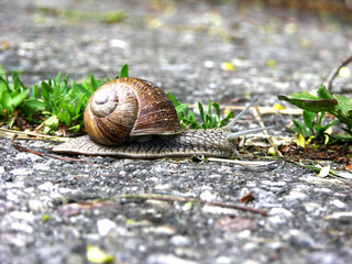 Schnecke
