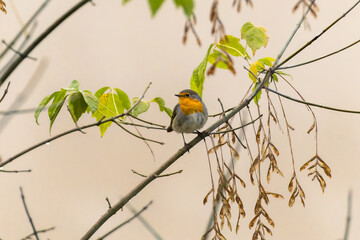 European Robin perched on a tree branch
