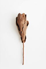 One flower of dried protea flower in brown color.