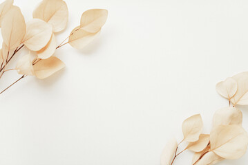 Dried Eucalyptus leaves on a white background. Minimal floral card. Space for text.