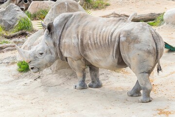 Adorable rhinoceros on the ground in a zoo