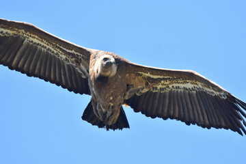 Gänsegeier, Griffon Vulture, Geier, Vögel, Greifvögel, Nature, Wild, 