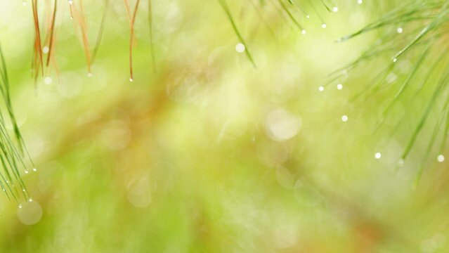 Green Pine Needles With Rain Drops. Drops Of Rain On Needles Of Pine Branch. Nature In Rainy Weather. Bokeh.