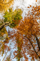 Crowns of trees in the autumn forest