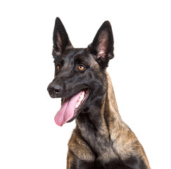 Close-up of malinois dog panting, cut out