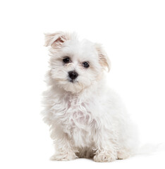 Maletese dog sitting, cut out