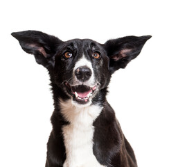 Close-up of mixed-breed dog, cut out