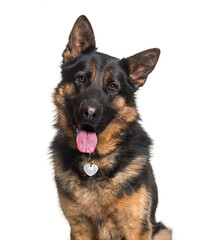Close-up of a Panting German shepherd sitting, isolated