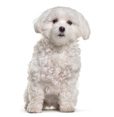 Maltese dog sitting, cut out