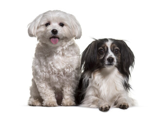 Two mixed-breed dogs sitting, lying and panting, cut out