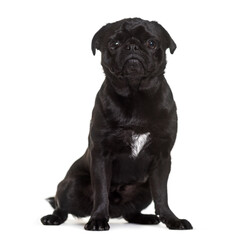 Obraz premium Pug dog sitting, cut out