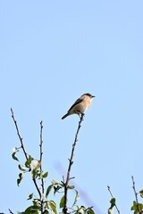 Small Reunion stonechat (Saxicola tectes) bird perched on a tree