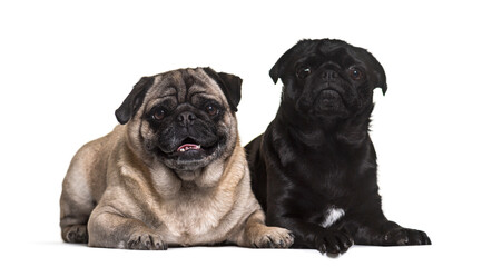 Two pug dogs lying, cut out