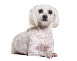 Maltese dog lying, cut out