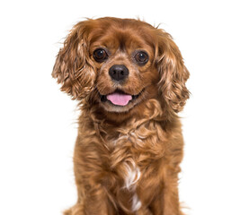 Close-up of a panting Cavalier King Charles dog, cut out