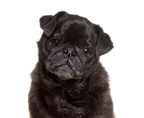 Close-up of a Old black Pug, Isolated