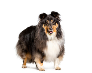Obraz premium Shetland Sheepdog dog standing, cut out