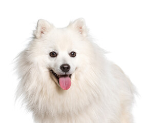 Close-up of Japanese Spitz dog panting, cut out