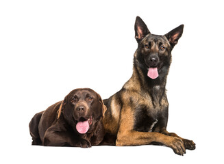 Labrador and Malinois dogs panting, cut out