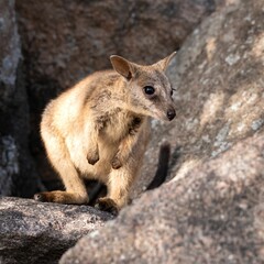 Rock wallaby at Geoffrey Bay on Magnetic Island in Townsville