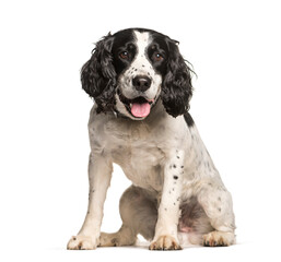 English Springer Spaniel dog sitting and panting, cut out