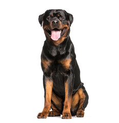 Rottweiler dog sitting and panting, cut out