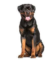 Rottweiler dog sitting and panting, cut out