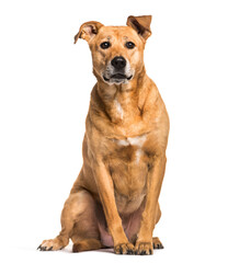 Rhodesian Ridgeback dog sitting, cut out