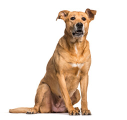 Rhodesian Ridgeback dog sitting, cut out