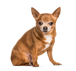 Obraz premium Chihuahua dog sitting, cut out