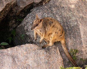 Rock Wallaby perched atop a rocky outcrop at Geoffrey Bay on Magnetic Island in Queensland Australia