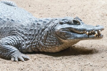 Alligator on the ground in the daylight in a zoo