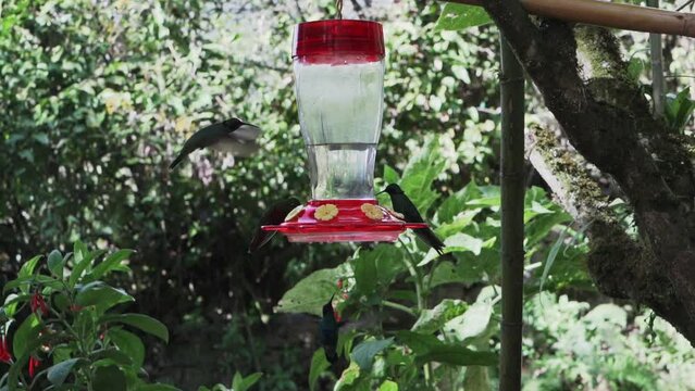 quick and tiny humming birds flying around a feeder in the rainforest near Revash in the andes mountains of Peru.