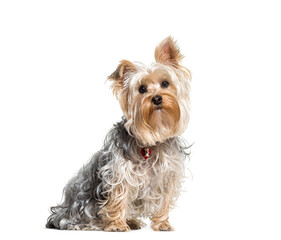 Yorkshire terrier dog sitting,cut out