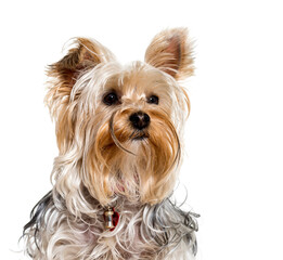 Close-up of Yorkshire terrier dog, cut out