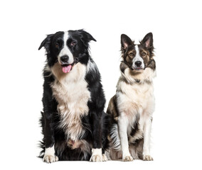 Border Collie dogs sitting and panting, cut out