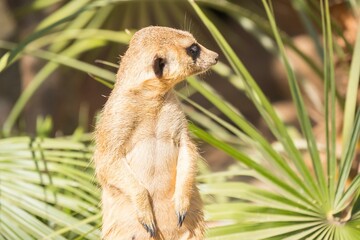 Closeup of a meerkat in a zoo on a sunny day with a blurry background