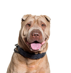 Close-up of Sharpei dog, cut out