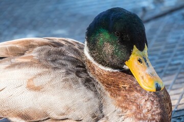 Closeup of a mallard laying on the ground with a blurry background